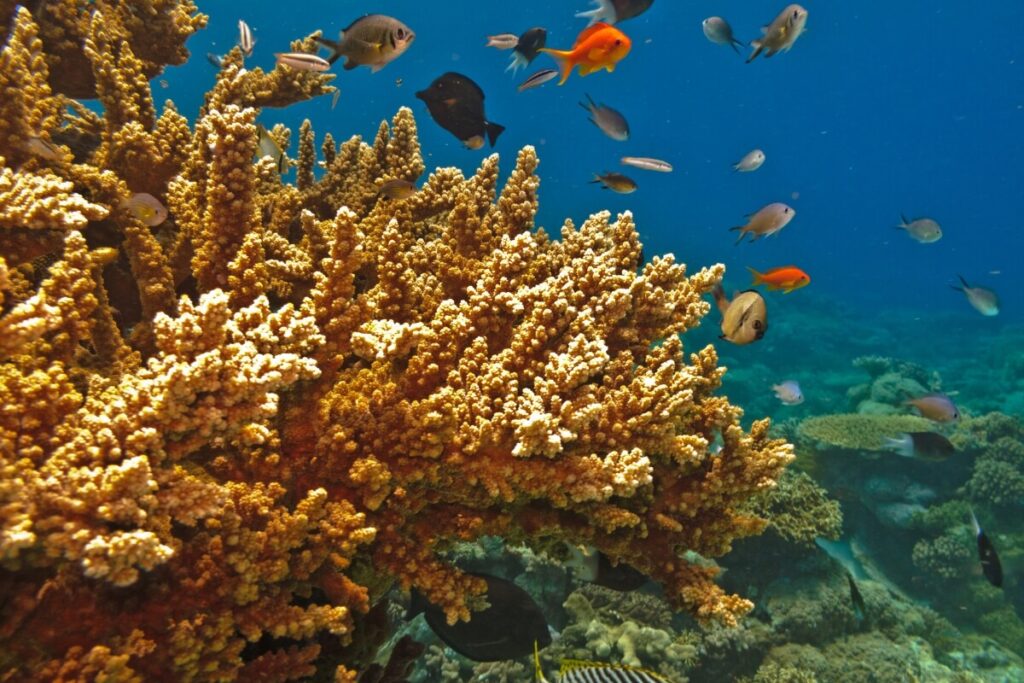 Underwater view of the Great Barrier Reef, showcasing vibrant coral formations and diverse marine life in Australia.