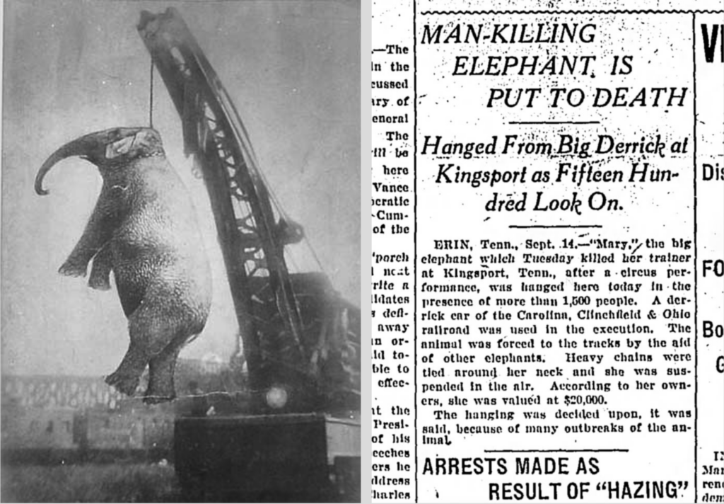 Historical photo of Mary the elephant's hanging and a newspaper clipping from the early 20th century reporting the event.