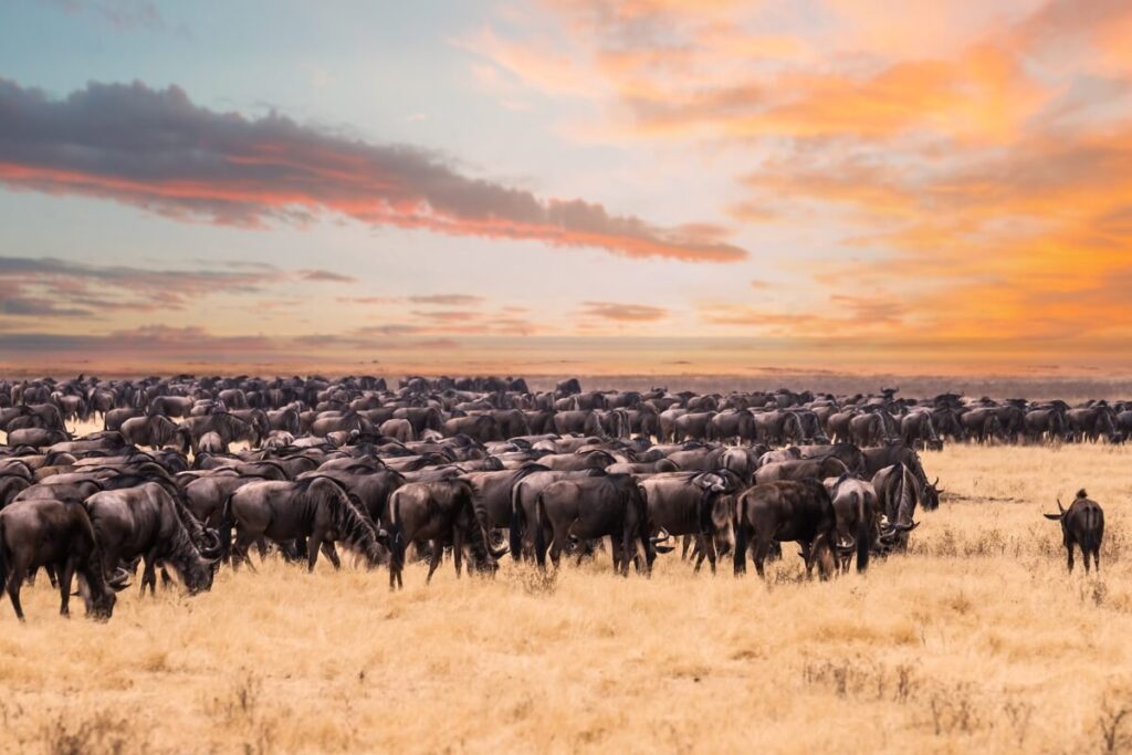 A vibrant scene from a safari in Serengeti National Park, Tanzania, showcasing wildlife against a backdrop of savannah grasslands.